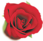 ruusu.jpg (6449 bytes)