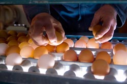 Peltolan tilalla on oma pakkaamo, jossa munat "l�pivalaistaan" ennen kennotusta. Foto: HELI SAARELA